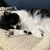 Knut - Fiverling sucht sein Happy End
