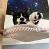 Knut - Fiverling sucht sein Happy End
