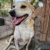 BENJI, kleiner, lustiger Hundemann