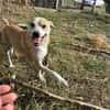 BENJI, kleiner, lustiger Hundemann