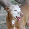 Zeta1, Traumhund!,  sucht seine Familie - NEUE FOTOS - VIDEO