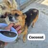 Coconut konnte dem animal-hoarding entkommen