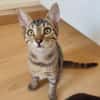 Verspieltes Kitten- Franzi