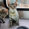 Verspieltes Kitten- Franzi