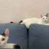Fröhliche FIV+ Kiki