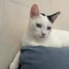 Fröhliche FIV+ Kiki