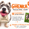 Ghenka