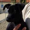 Bandit ( En cours d'adoption )