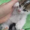 Romek