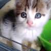 Romek
