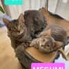 YUJI ET MEGUMI À ADOPTER ENSEMBLE