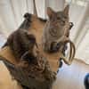 YUJI ET MEGUMI À ADOPTER ENSEMBLE