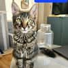 CEYLON À ADOPTER AVEC UN COPAIN CHAT