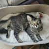 CEYLON À ADOPTER AVEC UN COPAIN CHAT