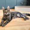 CEYLON À ADOPTER AVEC UN COPAIN CHAT