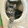 CEYLON À ADOPTER AVEC UN COPAIN CHAT