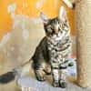 CEYLON À ADOPTER AVEC UN COPAIN CHAT
