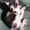CRAPU À ADOPTER AVEC UN CHAT DÉJÀ PRÉSENT CHEZ VOUS
