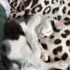 CRAPU À ADOPTER AVEC UN CHAT DÉJÀ PRÉSENT CHEZ VOUS