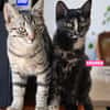 CHASKA ET UQI À ADOPTER EN DUO