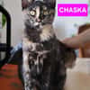 CHASKA ET UQI À ADOPTER EN DUO