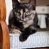 CHASKA ET UQI À ADOPTER EN DUO