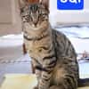 CHASKA ET UQI À ADOPTER EN DUO