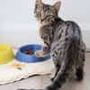 CHASKA ET UQI À ADOPTER EN DUO