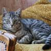 CHASKA ET UQI À ADOPTER EN DUO
