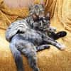 CHASKA ET UQI À ADOPTER EN DUO