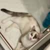 CADANSE À ADOPTER AVEC UN CHAT DÉJÀ PRÉSENT CHEZ VOUS