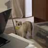 CADANSE À ADOPTER AVEC UN CHAT DÉJÀ PRÉSENT CHEZ VOUS