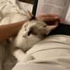 CADANSE À ADOPTER AVEC UN CHAT DÉJÀ PRÉSENT CHEZ VOUS
