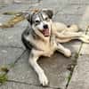 Kenai sucht seine Familie