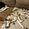 Kenai sucht seine Familie