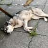 Kenai sucht seine Familie