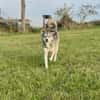 Kenai sucht seine Familie