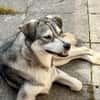 Kenai sucht seine Familie
