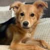 Mausi- Happy Dog sucht Happypeople