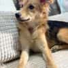 Mausi- Happy Dog sucht Happypeople