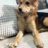 Mausi- Happy Dog sucht Happypeople