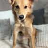 Mausi- Happy Dog sucht Happypeople