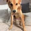 Mausi- Happy Dog sucht Happypeople
