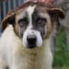 Goran - toller Familienhund