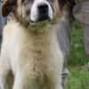 Goran - toller Familienhund