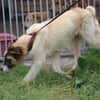 Goran - toller Familienhund