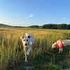 Lio -sucht sein Für-Immer-Zuhause