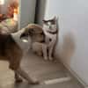 Welpe Tobi sucht sein Zuhause