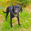 Labrador Mix Anton sucht ein Zuhause