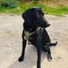 Labrador Mix Anton sucht ein Zuhause
